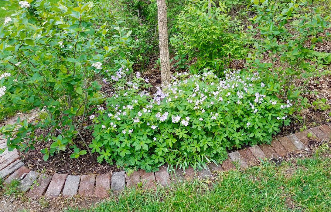 Wild Geranium (Geranium maculatum) 2x2x3" Pot