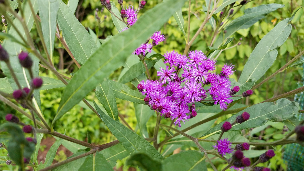 Tall Ironweed (Vernonia gigantea) 2x2x3" Pot