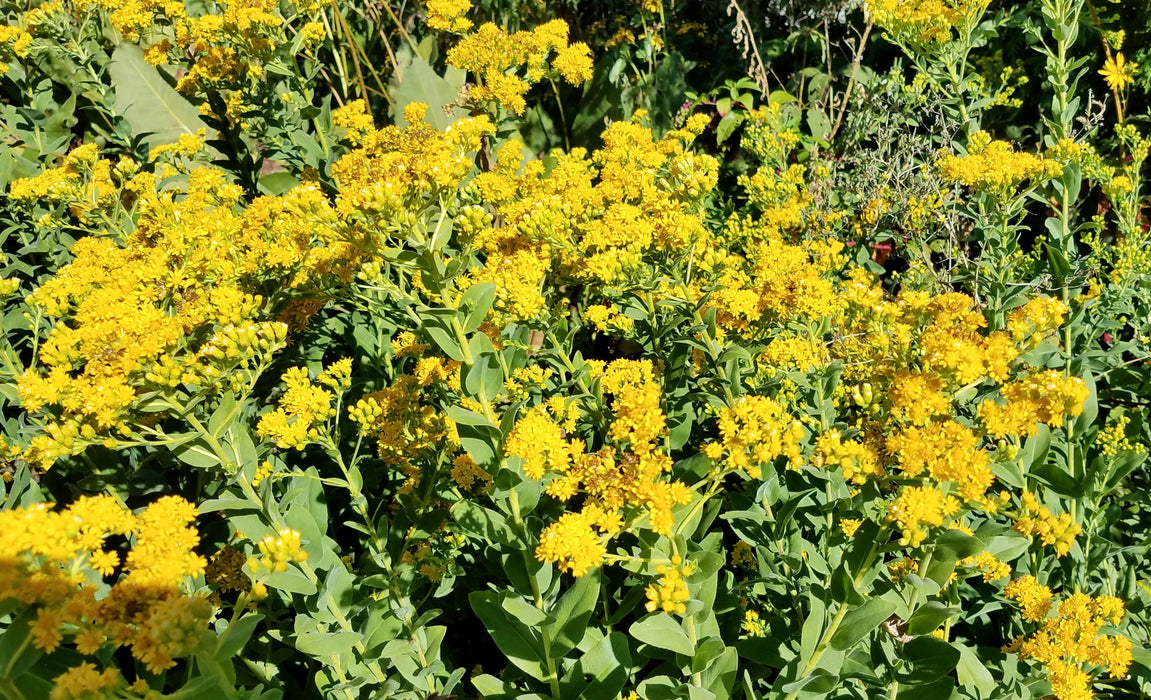 Stiff Goldenrod (Oligoneuron rigidum) 2x2x3" Pot