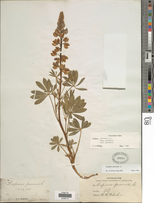 Wild Lupine (Lupinus perennis)