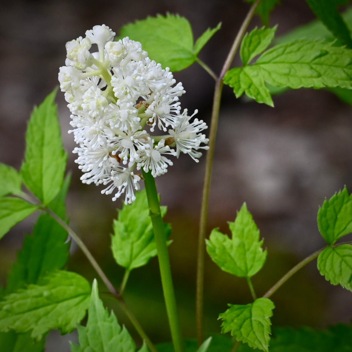 Doll's Eyes (Actaea pachypoda) BARE ROOT — Native Plants Unlimited LLC