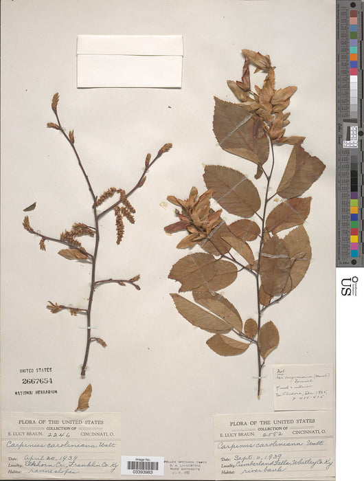 American Hornbeam (Carpinus caroliniana)