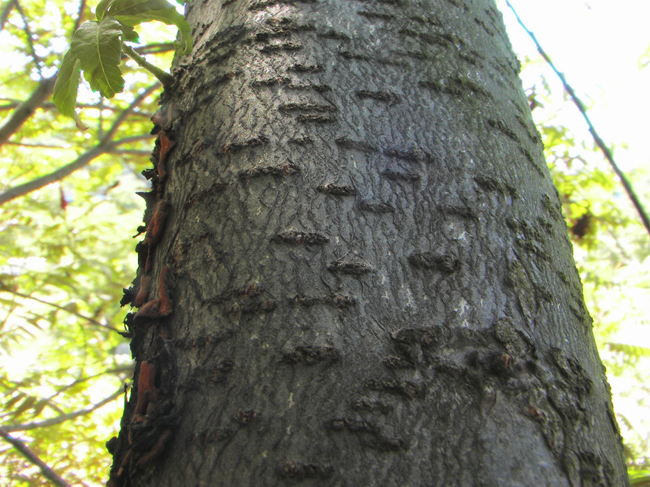 Smooth Sumac (Rhus glabra)