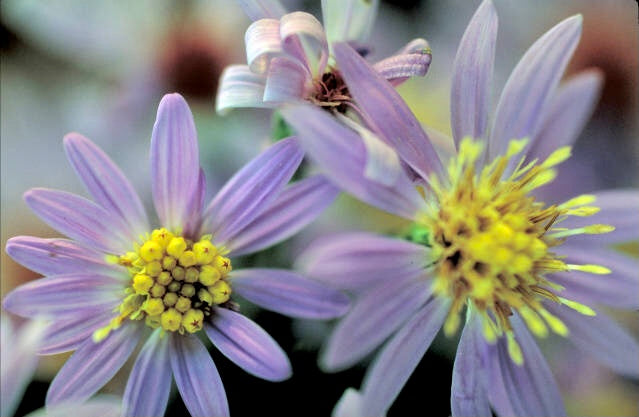 Short's Aster (Symphyotrichum shortii) 2x2x3" Pot