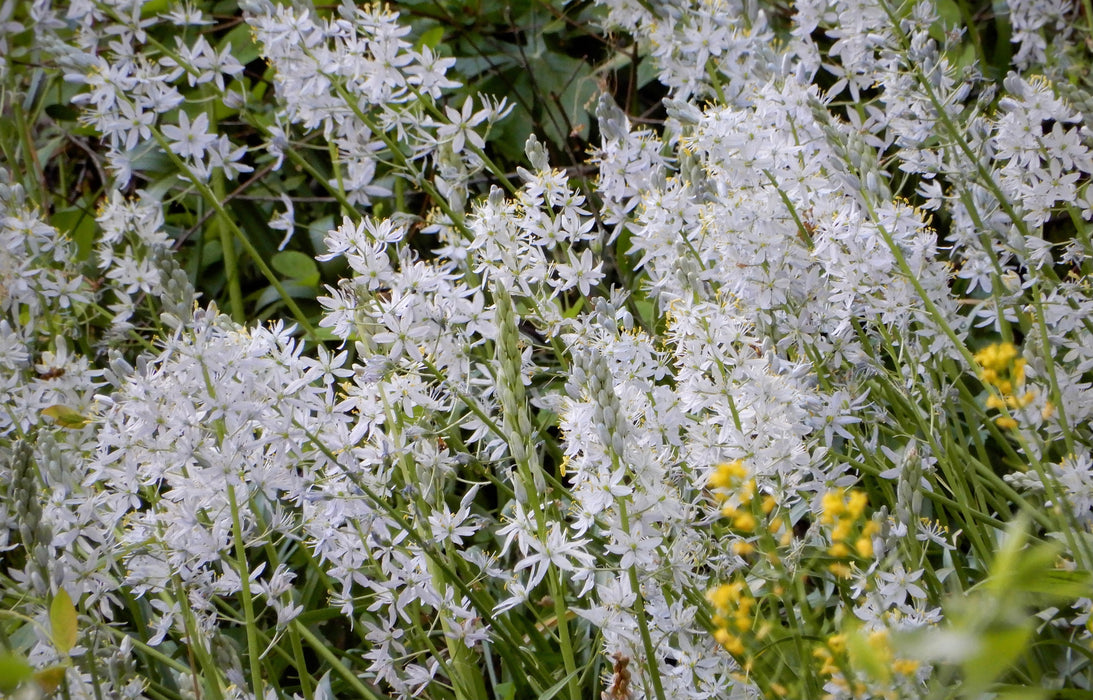 Seed Pack - Wild Hyacinth (Camassia scilloides)