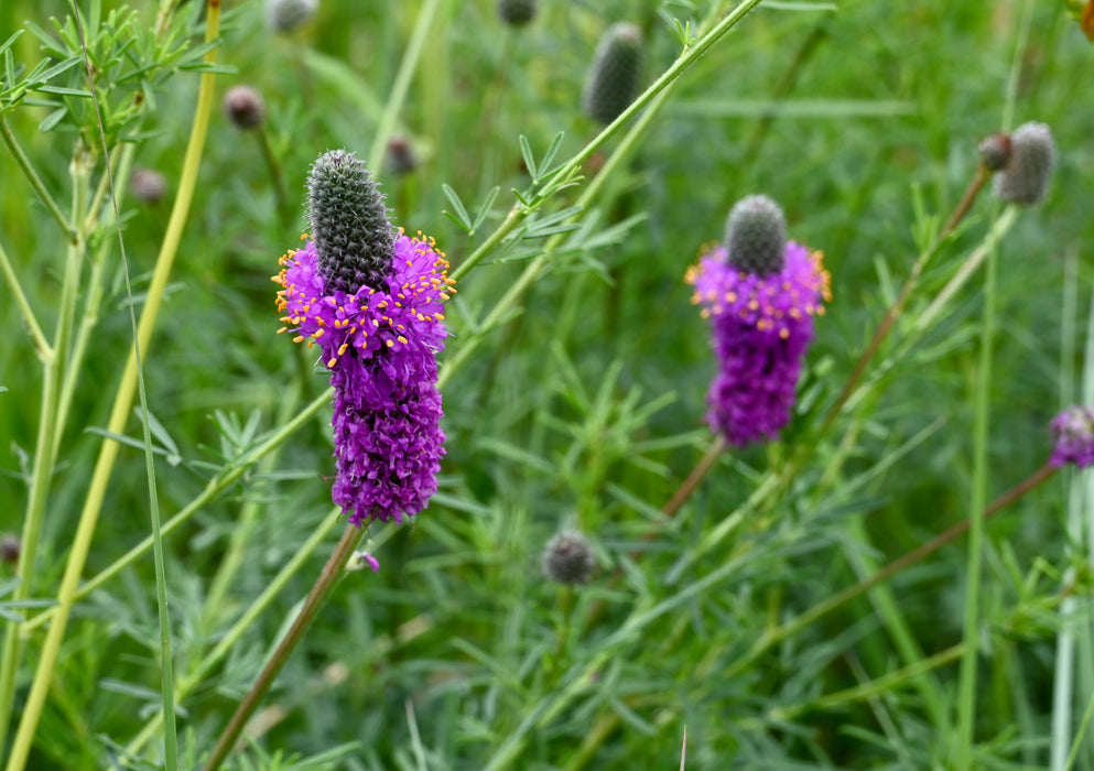 Seed Pack - Purple Prairie Clover (Dalea purpurea)