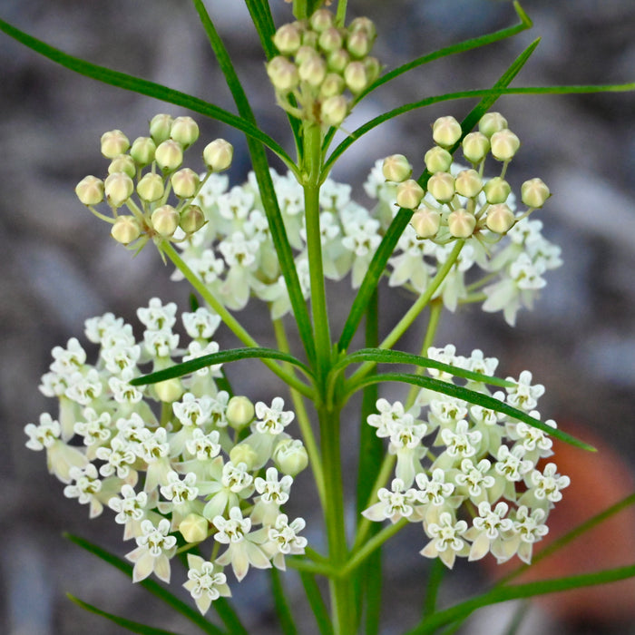 Seed Pack - Whorled Milkweed (Asclepias verticillata)