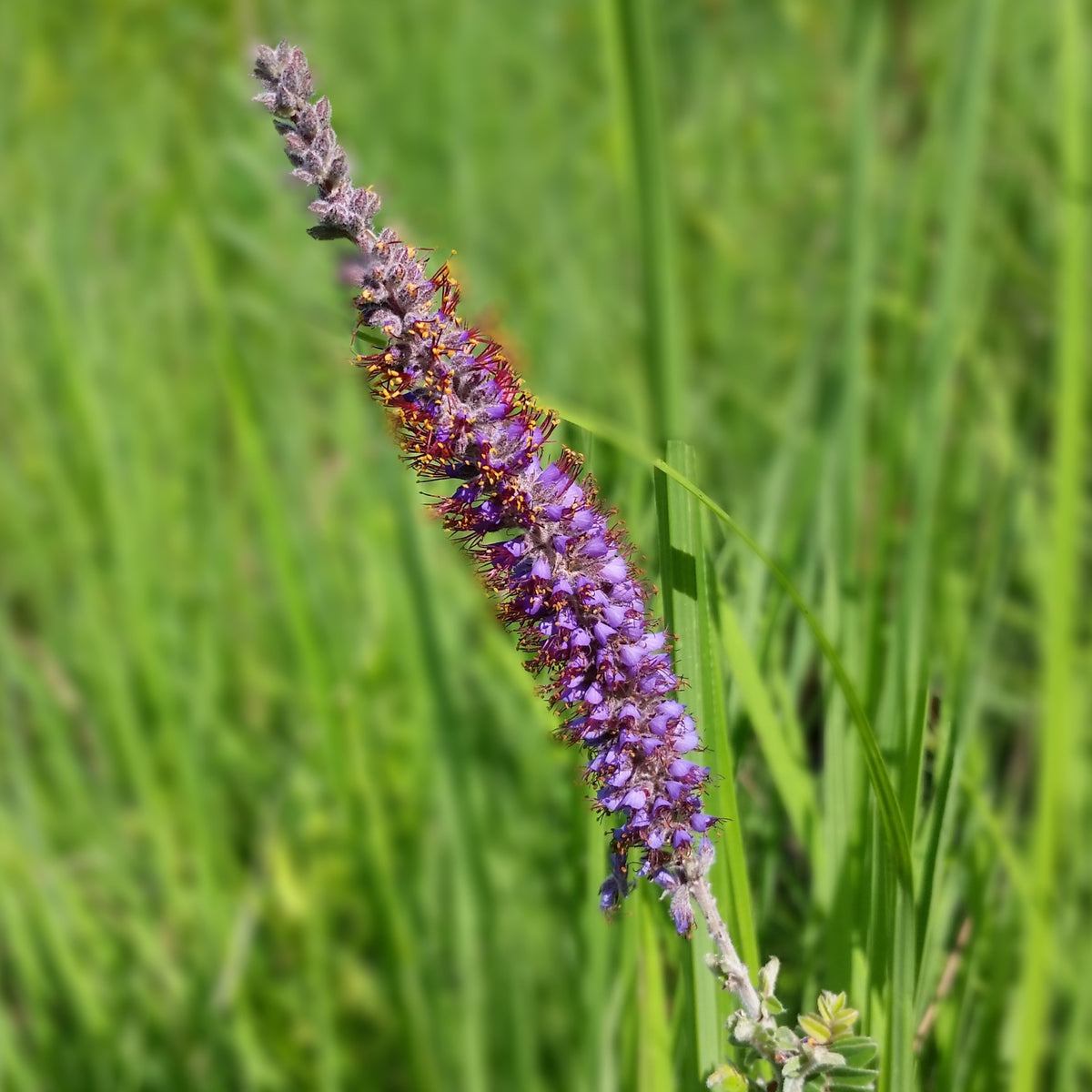 Lead Plant (Amorpha canescens) — Native Plants Unlimited LLC