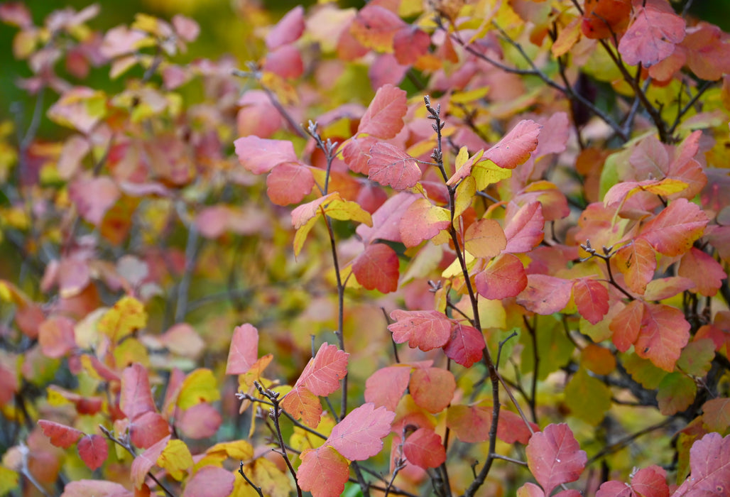 Fragrant Sumac (Rhus aromatica)