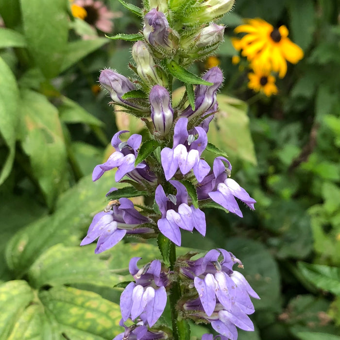 Seed Pack - Great Blue Lobelia (Lobelia siphilitica)