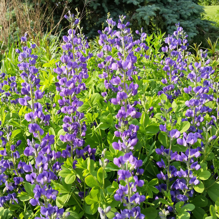 Blue False Indigo (Baptisia australis) 2x2x3" Pot