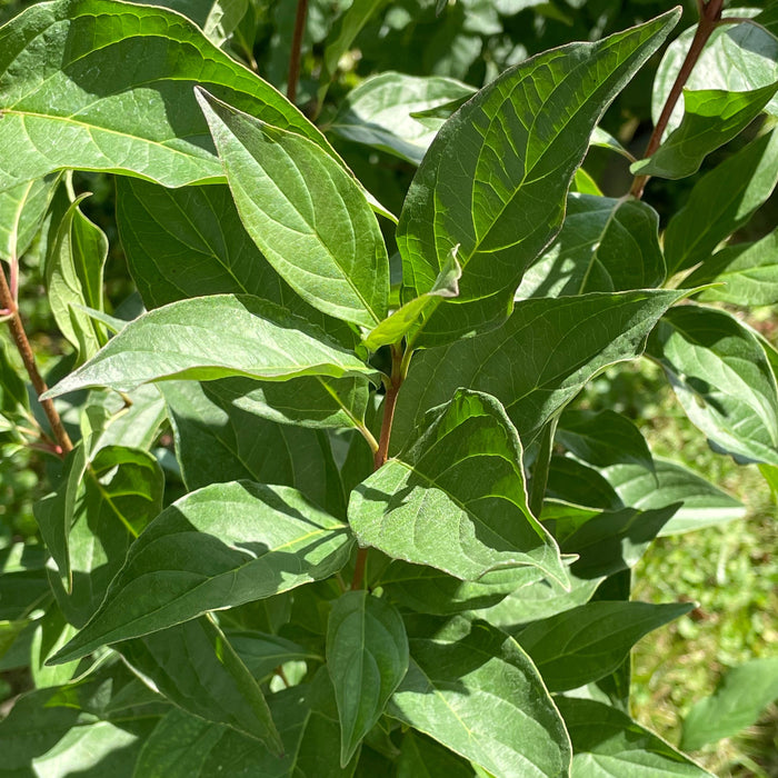 Gray Dogwood (Cornus racemosa)