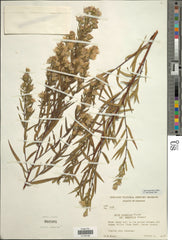 Panicled Aster (Symphyotrichum lanceolatum)