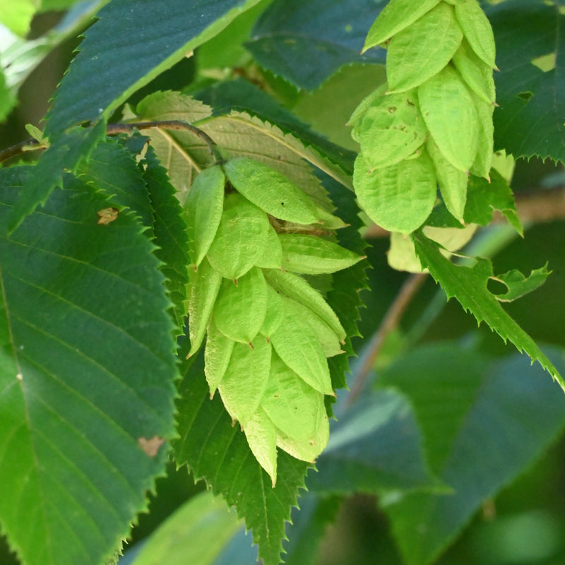 Hop Hornbeam (Ostrya virginiana)