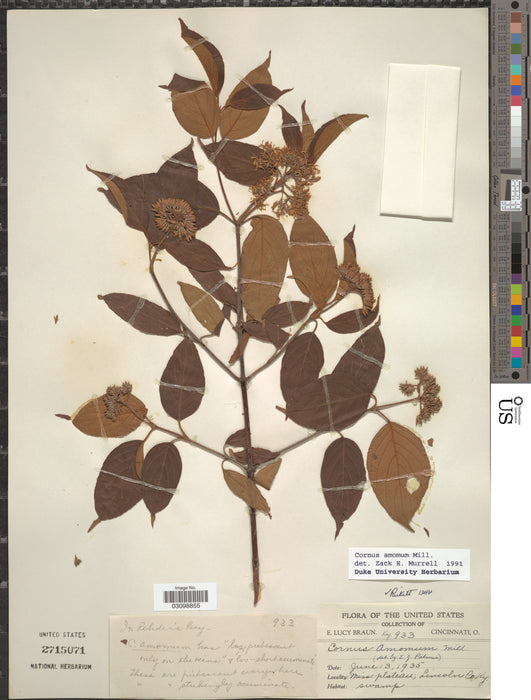 Silky Dogwood (Cornus amomum)