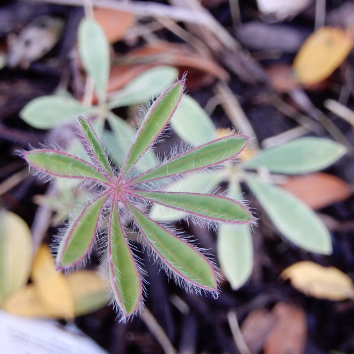 Wild Lupine (Lupinus perennis)