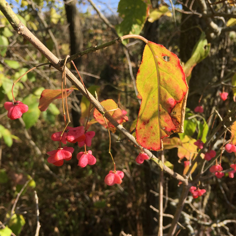 Eastern Wahoo (Euonymus atropurpureus)