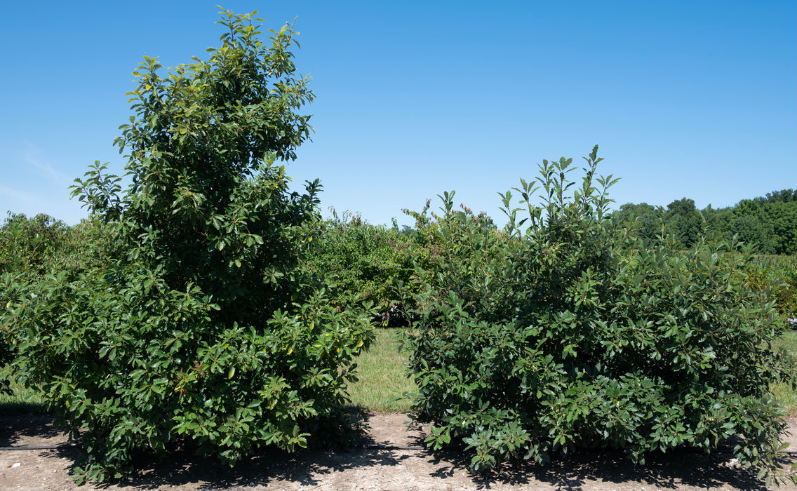 Dwarf Chinquapin Oak (Quercus prinoides)