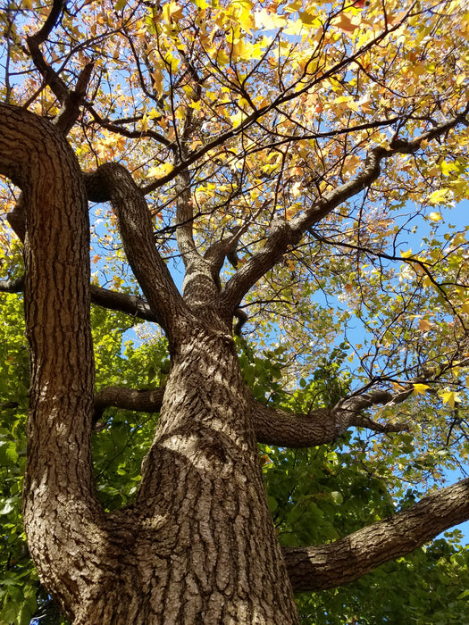 Sweetgum (Liquidambar styraciflua)
