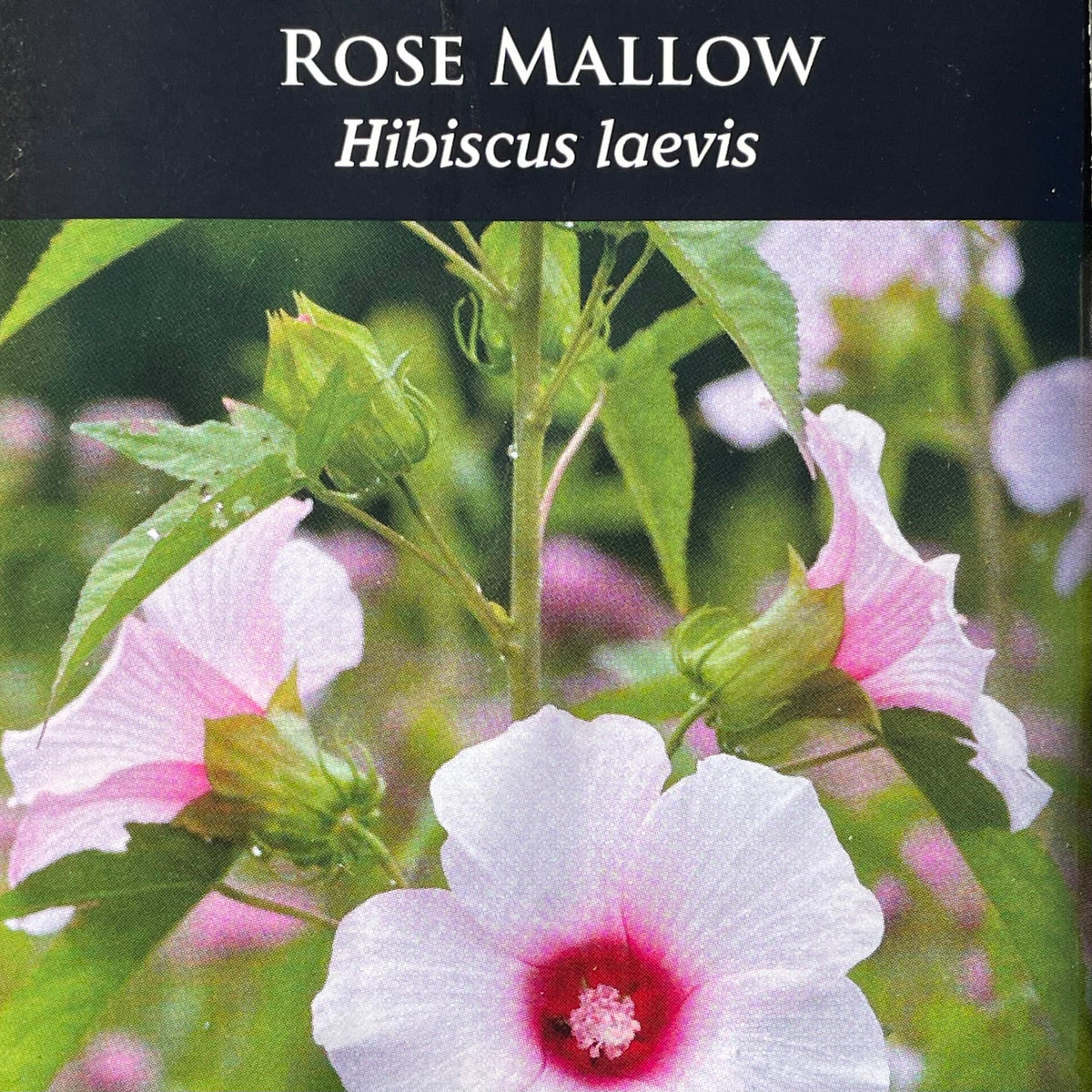 Seed Pack - [Halberd-leaved] Rose Mallow (Hibiscus laevis