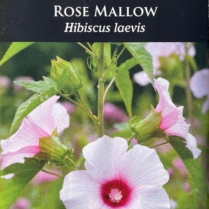 rose mallow from seed Seed Pack