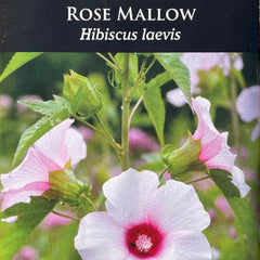 Seed Pack - Rose Mallow (Hibiscus laevis)