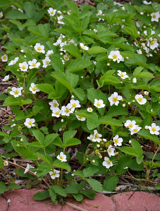 Wild Strawberry (Fragaria virginiana)