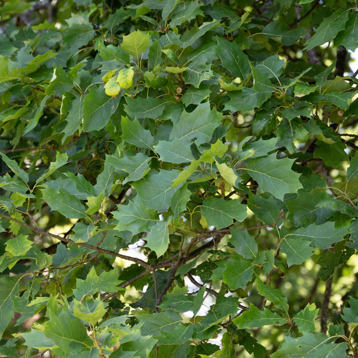 Red Oak (Quercus rubra)