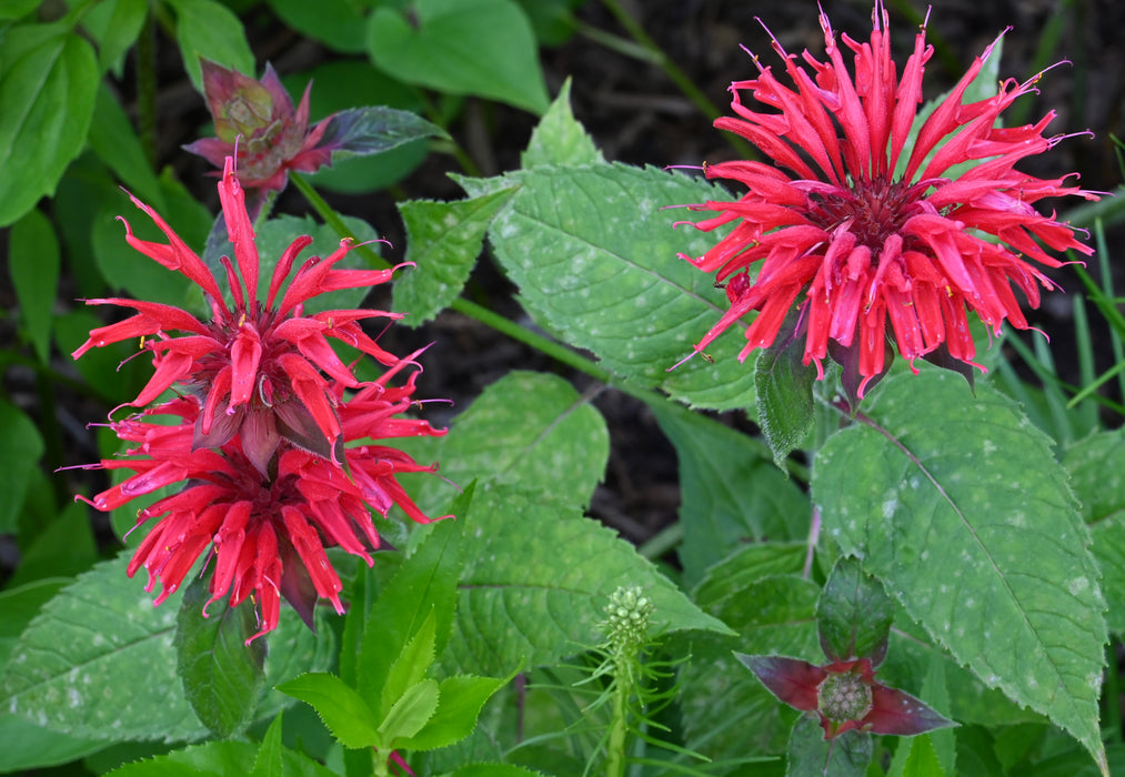 Scarlet Bee Balm (Monarda didyma)