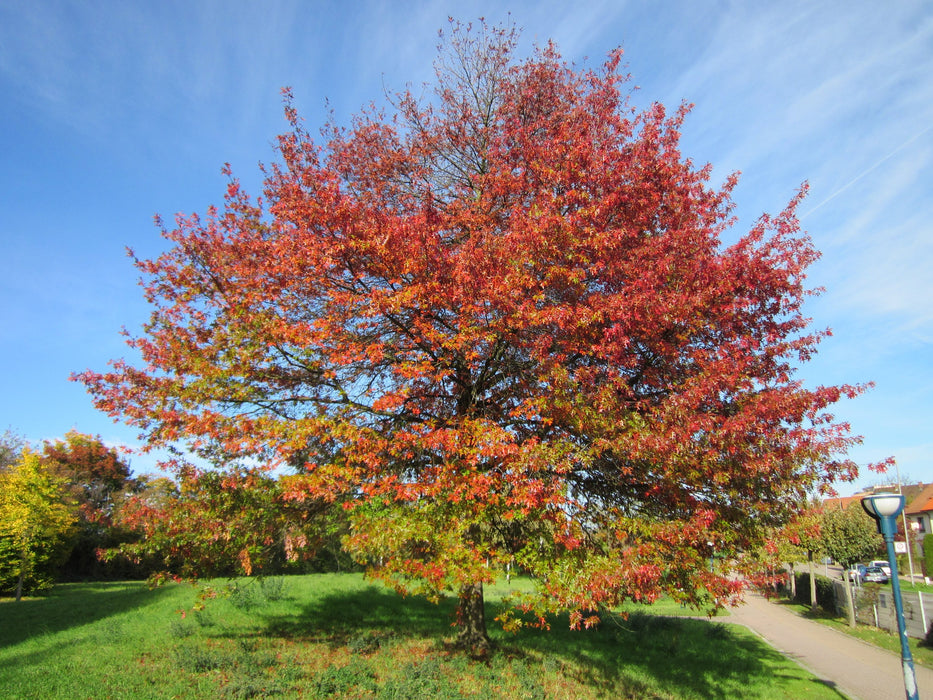 Scarlet Oak (Quercus coccinea)