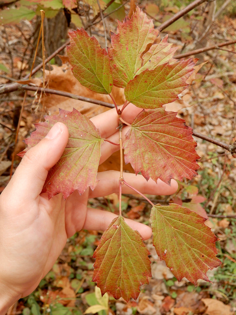 Arrowwood Viburnum (Viburnum dentatum)