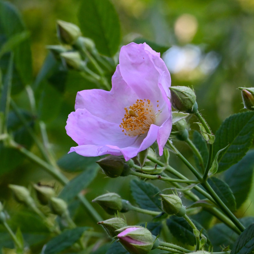 Climbing Prairie Rose (Rosa setigera) — Native Plants Unlimited LLC