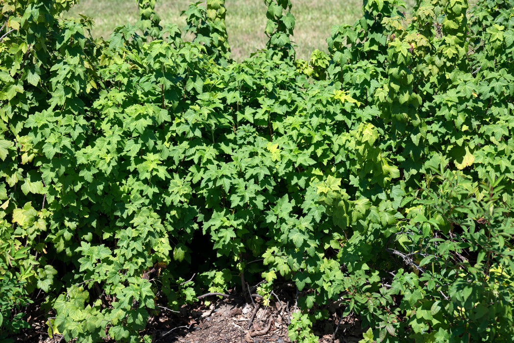 American Black Currant (Ribes americanum)
