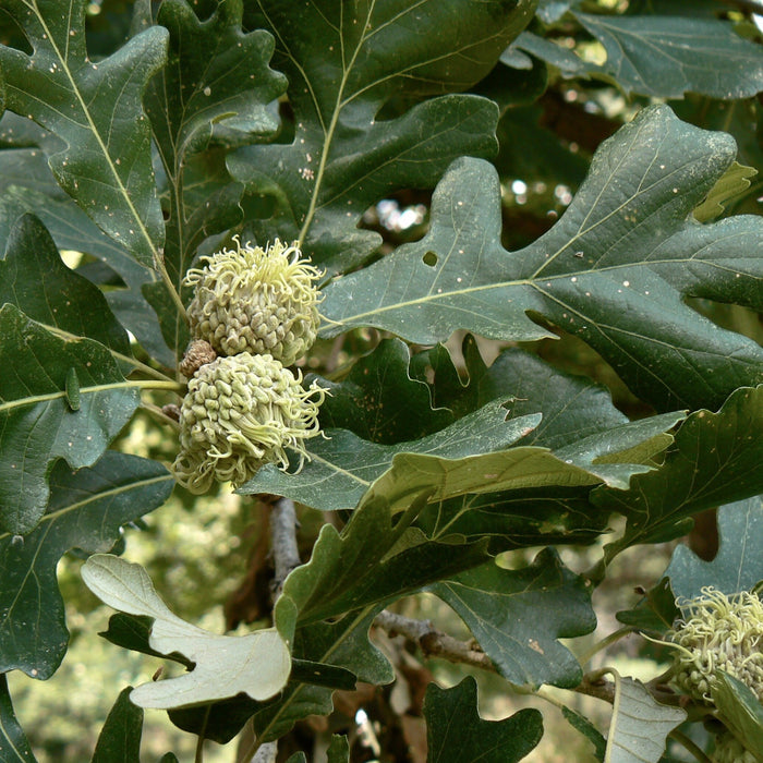 Bur Oak (Quercus macrocarpa)