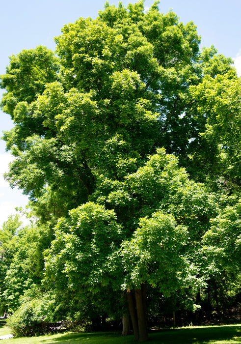 Mockernut Hickory (Carya tomentosa)