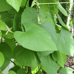 Wooly Pipevine (Aristolochia tomentosa) 2