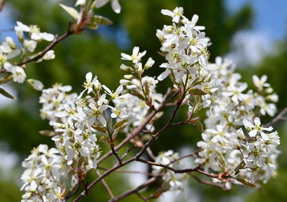Downy Serviceberry (Amelanchier arborea)
