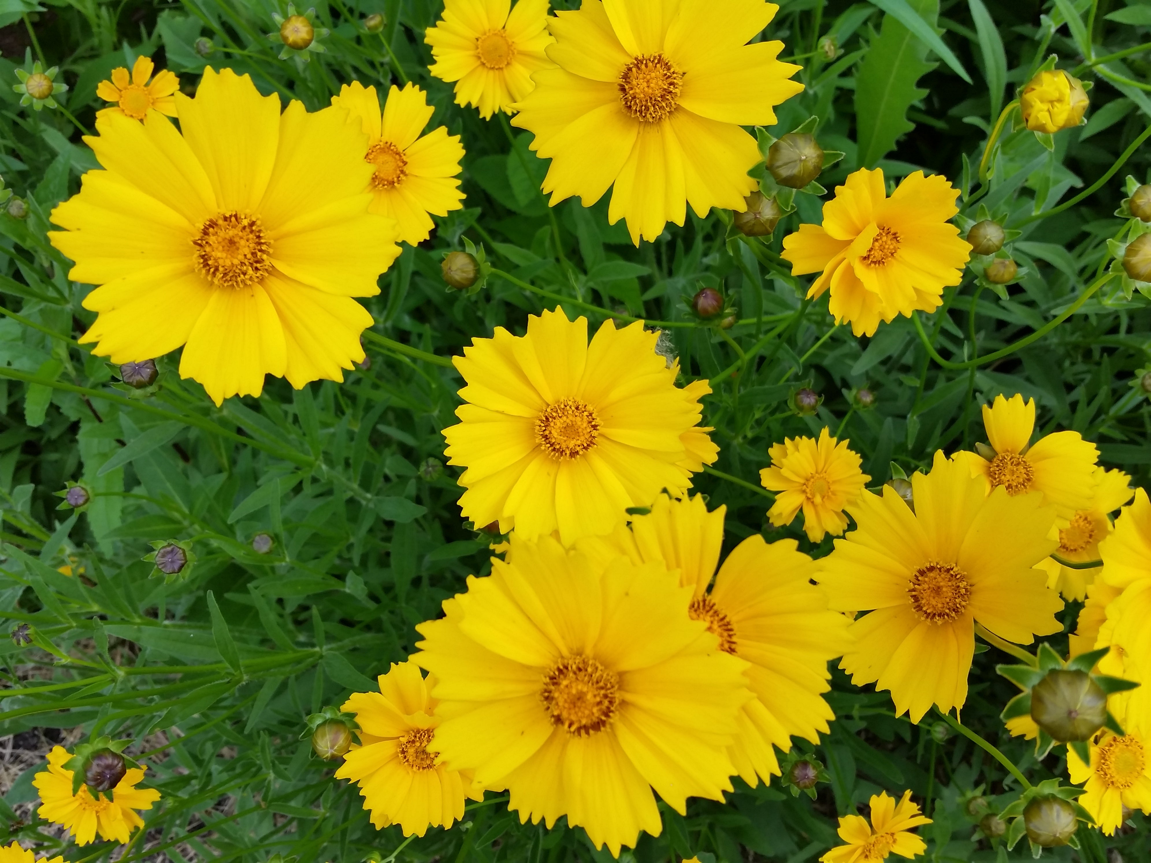 Seed Pack - Lance-leaf Coreopsis (Coreopsis lanceolata) | Native Plants ...