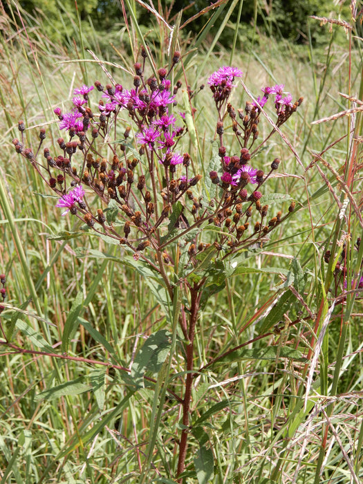 Tall Ironweed (Vernonia gigantea) 2x2x3" Pot