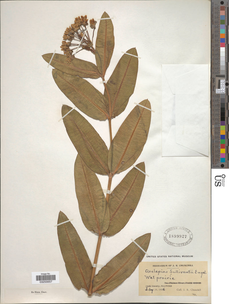 Sullivant's Milkweed (Asclepias sullivantii)