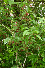 Eastern Wahoo (Euonymus atropurpureus)