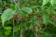 Eastern Wahoo (Euonymus atropurpureus)