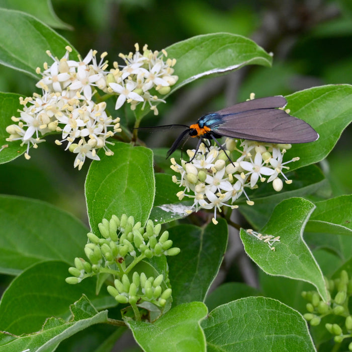 Roughleaf Dogwood (Cornus drummondii)
