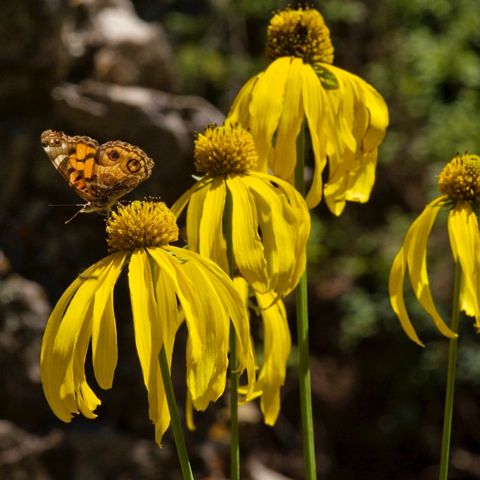 Green-headed Coneflower (Rudbeckia laciniata) 2x2x3" Pot