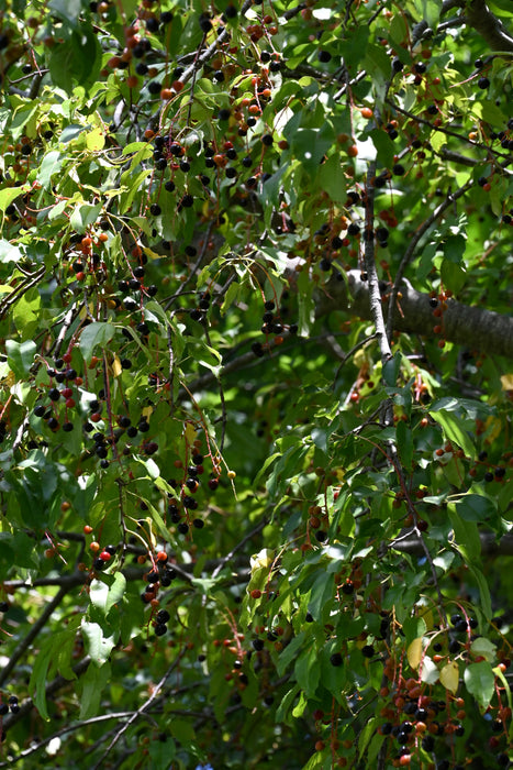 Black Cherry (Prunus serotina)