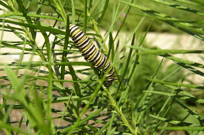 Seed Pack - Whorled Milkweed (Asclepias verticillata)