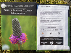 Seed Pack - Purple Prairie Clover (Dalea purpurea)