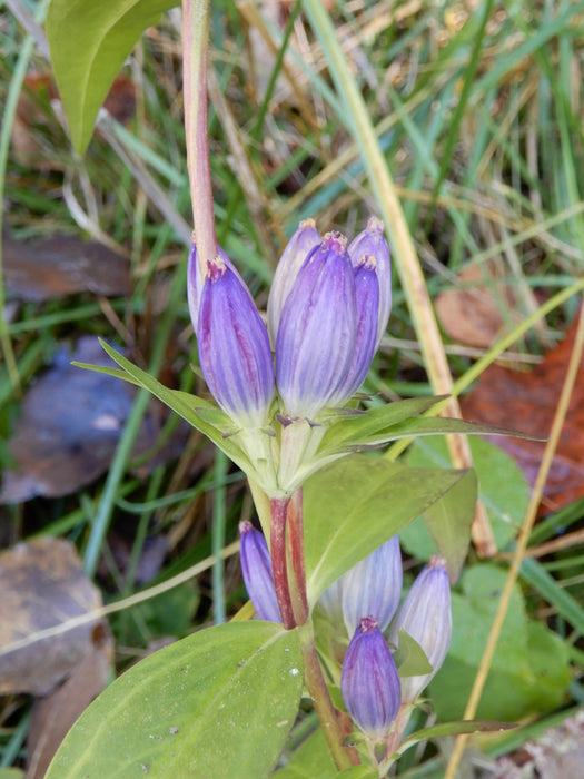 Bottle Gentian (Gentiana andrewsii)