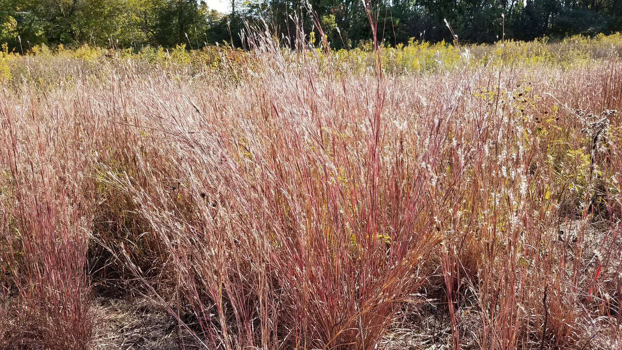 Seed Pack - Little Bluestem (Schizachyrium scoparium)