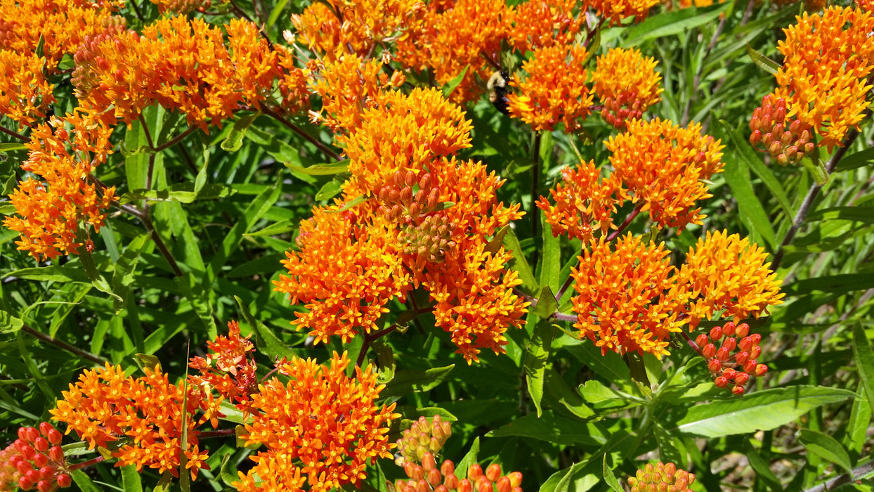 Seed Pack - Butterfly Milkweed (Asclepias tuberosa)